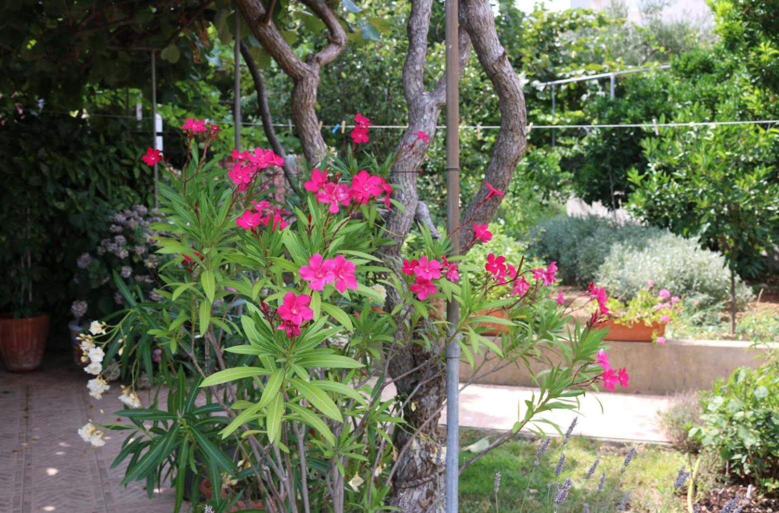 Villa Katarina Losinj Island Mali Losinj Luaran gambar