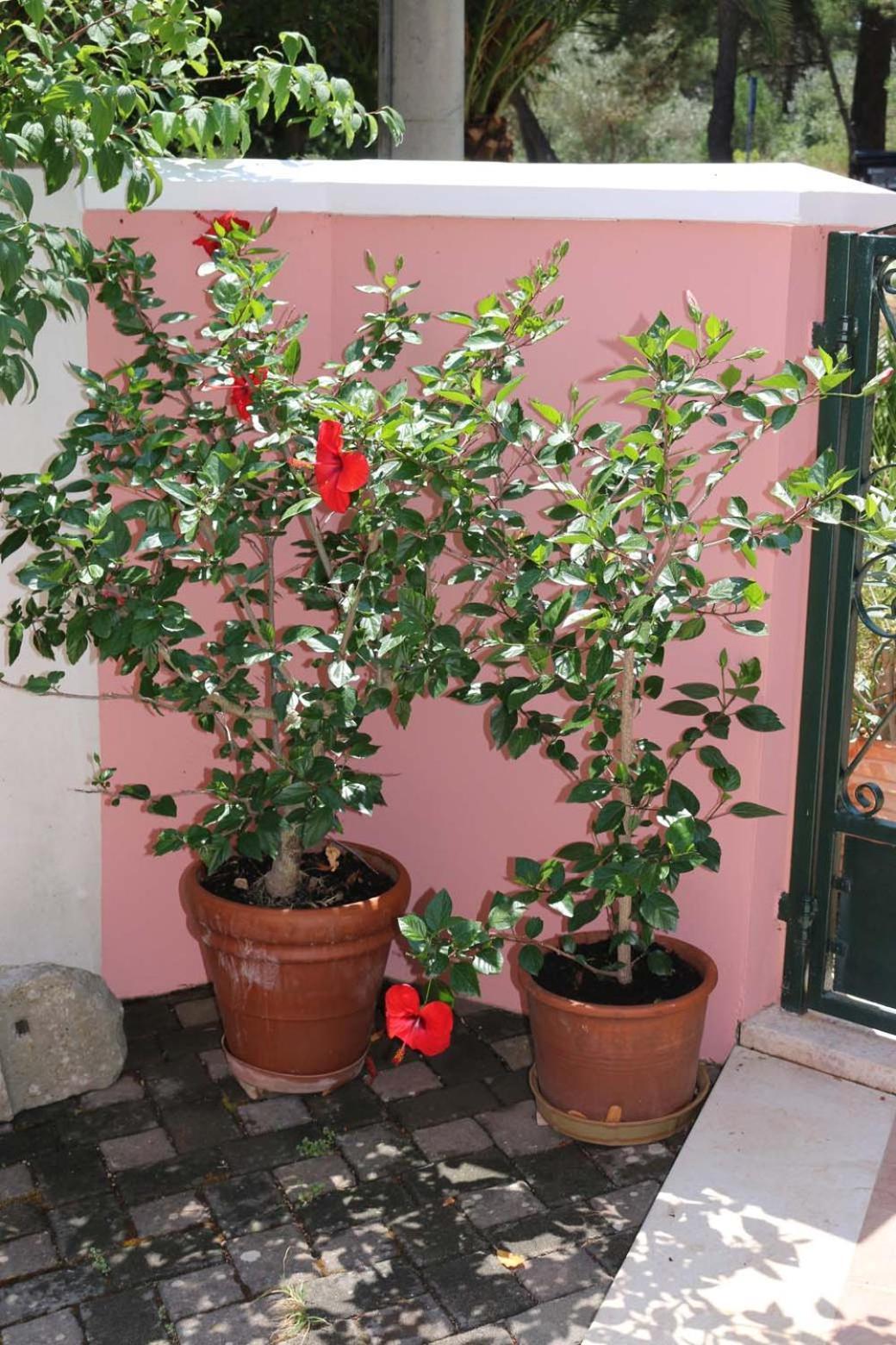 Villa Katarina Losinj Island Mali Losinj Luaran gambar